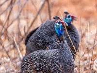 Rezerwat w Chobe (Botswana)